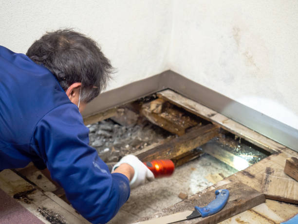 Best Emergency Mold Remediation in Alpharetta, GA