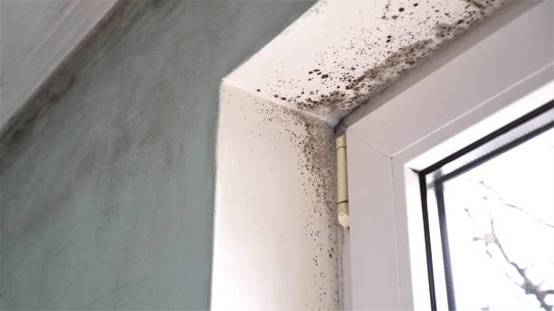 Best Insurance-Related Mold Remediation in Alpharetta, GA