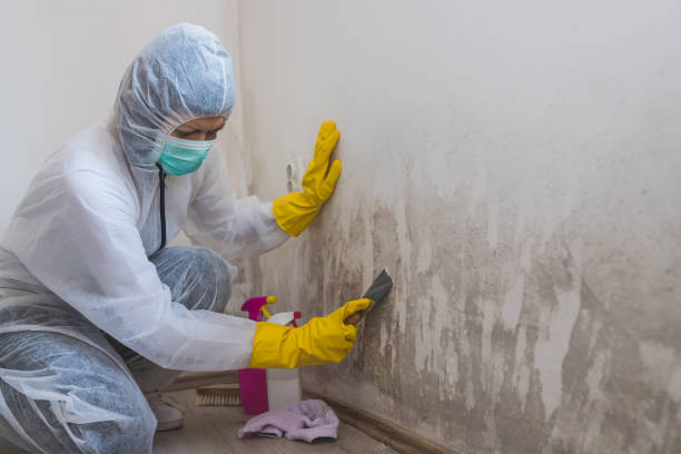 Best Residential Mold Remediation in Alpharetta, GA