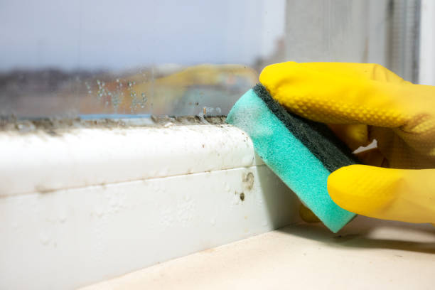 Best Post-Flood Mold Remediation in Alpharetta, GA
