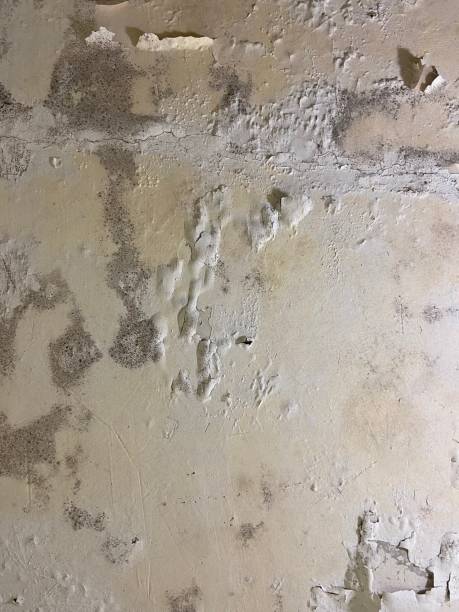Best Health and Safety Mold Remediation in Alpharetta, GA