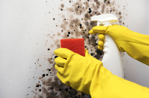 Best Kitchen Mold Remediation in Alpharetta, GA