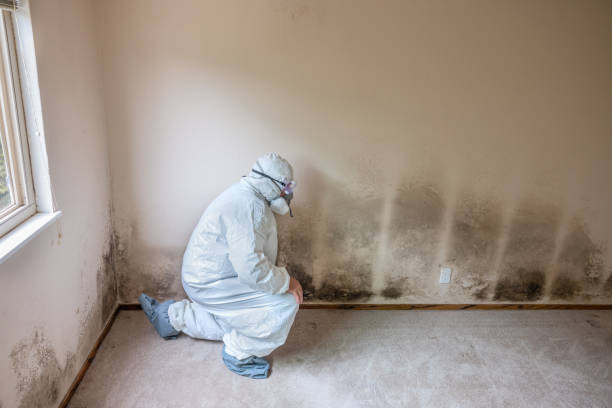 Best White Mold Remediation in Alpharetta, GA