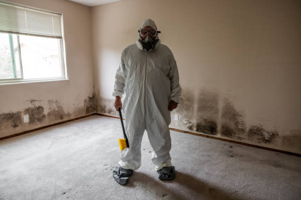 Best Residential Mold Remediation in Alpharetta, GA