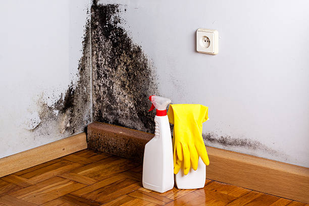 Best Emergency Mold Remediation in Alpharetta, GA