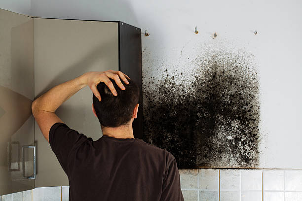 Best Post-Flood Mold Remediation in Alpharetta, GA