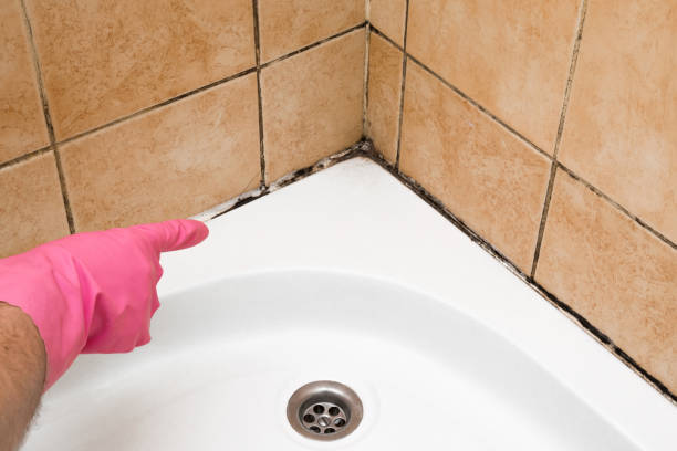 Best Black Mold Remediation in Alpharetta, GA