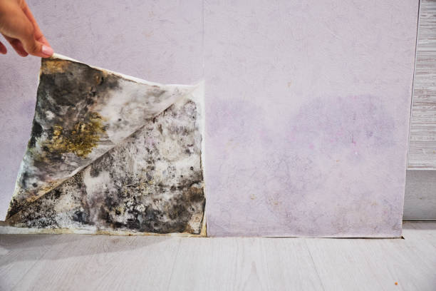 Alpharetta, GA Mold Remediation Company